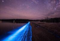 Pakaian Bercahaya Cacing Tanah Bioluminesen Tasmania: Misteri Alam yang Mengagumkan